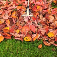 Fall Cleanup Tips