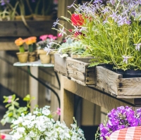 Gardening Tips